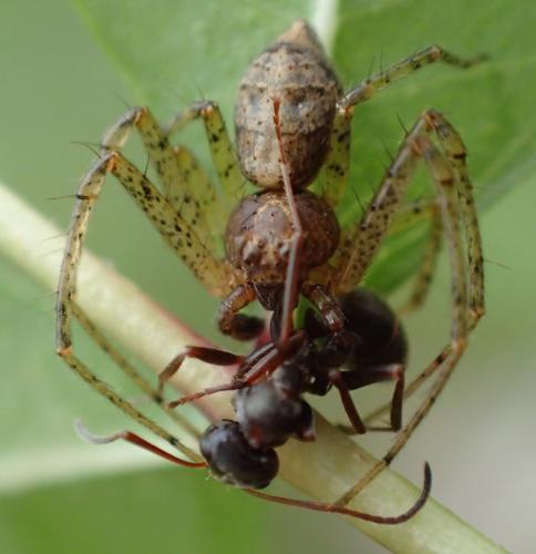 Réf. 193 438 : Tmarus sp.